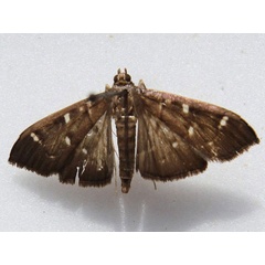 /filer/webapps/moths/media/images/O/ovialis_Syllepte_A_Goff_02.jpg