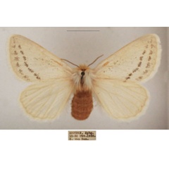 /filer/webapps/moths/media/images/C/costipuncta_Phiala_AF_TMSA_01.jpg