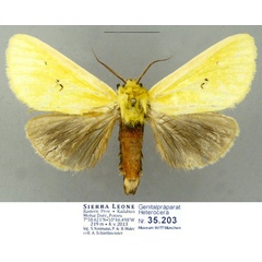/filer/webapps/moths/media/images/A/anomala_Antheua_AM_Schintlmeister.jpg