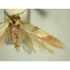 /filer/webapps/moths/media/images/H/hemiplecta_Stathmopoda_HT2561_TMSA_02.jpg