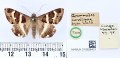 /filer/webapps/moths/media/images/C/curvilinea_Grammodes_HT_BMNH.jpg