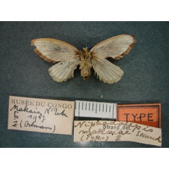 /filer/webapps/moths/media/images/M/makaiae_Niphadolepis_HT_RMCA_02.jpg