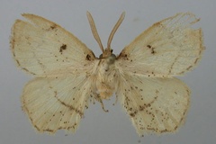 Pseudectropona larsa