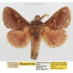 /filer/webapps/moths/media/images/K/knysna_Bombycopsis_PTM_TMSA_01.jpg