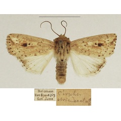 /filer/webapps/moths/media/images/A/atrimacula_Mythimna_AM_TMSA_02.jpg