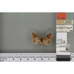 /filer/webapps/moths/media/images/P/porphyrea_Ctenoplusia_PT_BMNHa.jpg