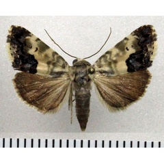 /filer/webapps/moths/media/images/P/porphyrea_Acontia_AF_Fiebig.jpg