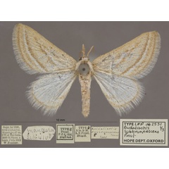 /filer/webapps/moths/media/images/S/subbrunnescens_Hemidromodes_HTF_OUMNHa_01.jpg