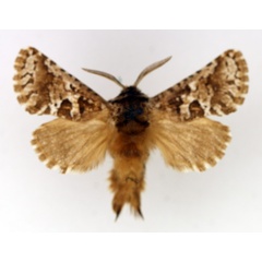 /filer/webapps/moths/media/images/A/albitorquata_Arbelodes_AM_TMSA_02.jpg