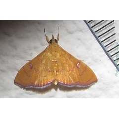 /filer/webapps/moths/media/images/V/veroniqueae_Hyalobathra_A_Bippus_01.jpg