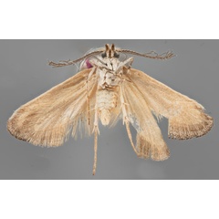 /filer/webapps/moths/media/images/K/karoo_Pseudurgis_HT_MfNb.jpg