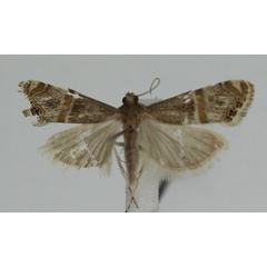 /filer/webapps/moths/media/images/V/vinculellus_Euchromius_A_JMonks_04.jpg