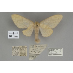 /filer/webapps/moths/media/images/L/lambourni_Trabala_PTF_OUMNHa_02.jpg