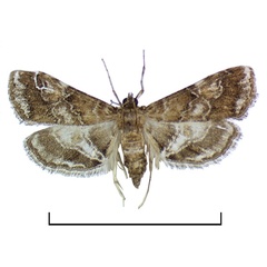 /filer/webapps/moths/media/images/A/acornutus_Elophila_A_Agassiz.jpg