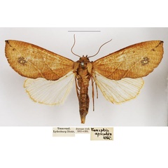 /filer/webapps/moths/media/images/L/longivalvis_Arcyophora_AF_NHMUK.jpg