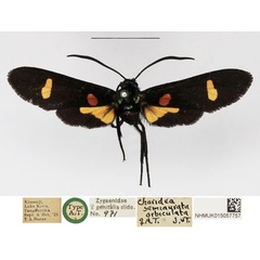 /filer/webapps/moths/media/images/O/orbiculata_Charidea_AT_NHMUK.jpg