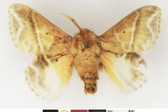 Eucraera koellikerii