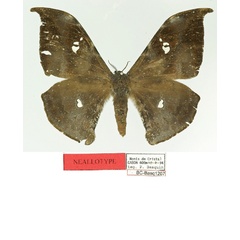 /filer/webapps/moths/media/images/P/piersoni_Orthogonioptilum_NAT_Basquin.jpg