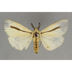 /filer/webapps/moths/media/images/S/simulans_Epilacydes_HT_BMNH.jpg