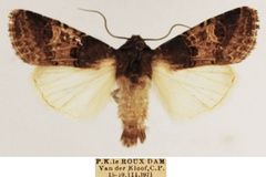 Odontestra bulgeri