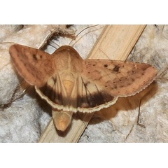 /filer/webapps/moths/media/images/A/armigera_Helicoverpa_AM_Klimsa.jpg