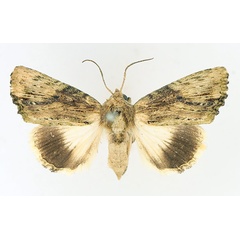 /filer/webapps/moths/media/images/S/striata_Metoponrhis_AF_TMSA_01.jpg