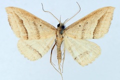 Loxioda ochrota
