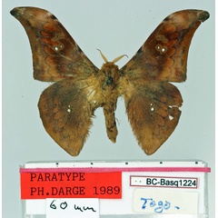 /filer/webapps/moths/media/images/B/bouyeri_Orthogonioptilum_PT_Basquin.jpg