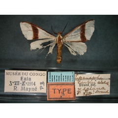 /filer/webapps/moths/media/images/E/ealana_Epanaphe_HT_RMCA_01.jpg