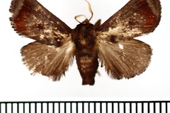 Thosea rufimacula