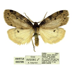 /filer/webapps/moths/media/images/P/punctata_Thumatha_AM_ANHRT_03.jpg