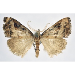 /filer/webapps/moths/media/images/O/ochrographa_Meganola_AM_NHMO_01.jpg