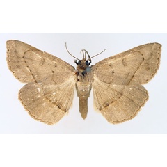 /filer/webapps/moths/media/images/Z/zygia_Maxera_AM_TMSA_01.jpg