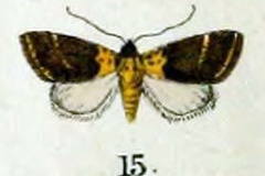 Dysacontia flavonigra