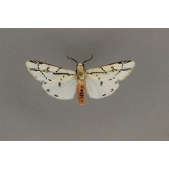 /filer/webapps/moths/media/images/P/pulchra_Amsactarctia_AM_BMNH.jpg