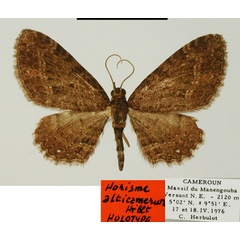 /filer/webapps/moths/media/images/A/alticameruna_Horisme_HT_ZSMa.jpg