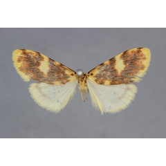 /filer/webapps/moths/media/images/H/hilara_Afrasura_HT_BMNH.jpg