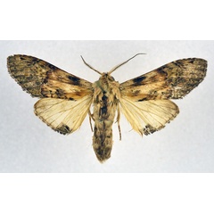 /filer/webapps/moths/media/images/C/curvilinea_Stemmatophalera_AM_NHMO.jpg
