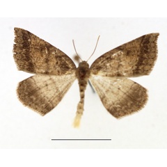 /filer/webapps/moths/media/images/O/oxyptera_Pareclipsis_AM_TMSA.jpg