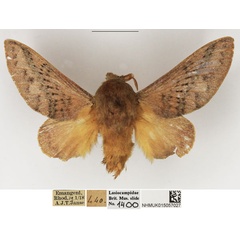 /filer/webapps/moths/media/images/O/orientalis_Pallastica_AM_NHMUK_01.jpg