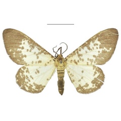 /filer/webapps/moths/media/images/P/pseudabraxas_Proutabraxas_AM_NHMUK.jpg