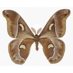 /filer/webapps/moths/media/images/O/oberprieleri_Epiphora_AM_Basquinb.jpg