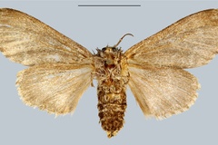 Lymantria oberthueri