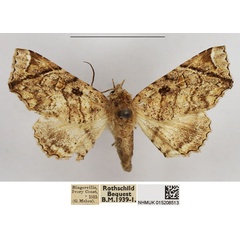 /filer/webapps/moths/media/images/G/gabriela_Eutelia_AF_NHMUK.jpg