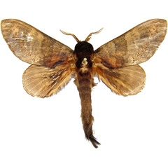 /filer/webapps/moths/media/images/C/cuneilinea_Catalebeda_AM_MCJM.jpg