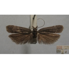 /filer/webapps/moths/media/images/P/plumbosa_Trichotaphe__MST_TMSA.jpg