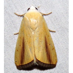 /filer/webapps/moths/media/images/G/graellsii_Pardoxia_A_Braun_07.jpg