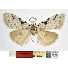 /filer/webapps/moths/media/images/A/argyrographa_Meganola_PT_NHMO_01_2bROy5F.jpg