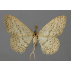 /filer/webapps/moths/media/images/S/subobliquata_Scopula_A_ZSM_01.jpg