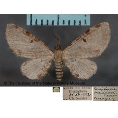 /filer/webapps/moths/media/images/I/inquinata_Eupithecia_PTF_BMNH.jpg